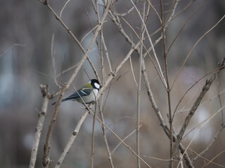 野鳥　シジュウカラ