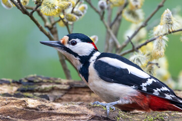 Buntspecht (Dendrocopos major)