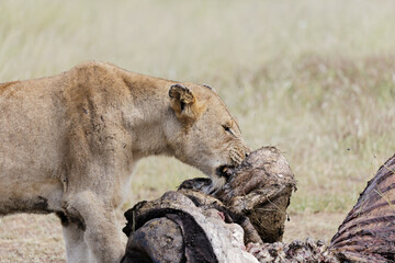 Lioness tearing on buffalo prey