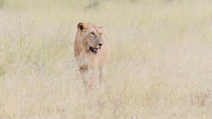 Lioness walking through tall grass