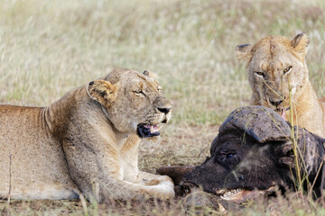 lions next to buffalo kill