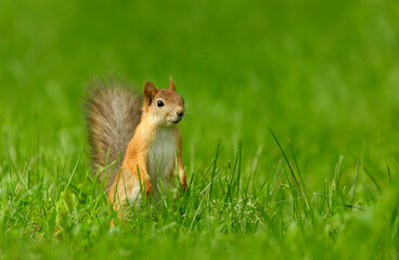Red squirrel on a green grass