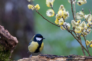 Kohlmeise (Parus major)