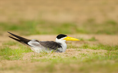 Yellow-billed tern on a river bank