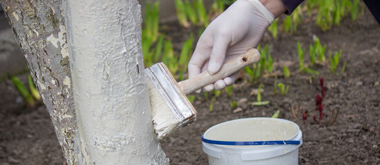 a male farmer covers a tree trunk with protective white paint against pests.