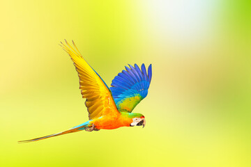 Colorful Catalina parrot flying on green nature background.