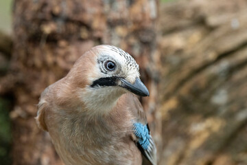 Eichelhäher (Garrulus glandarius)