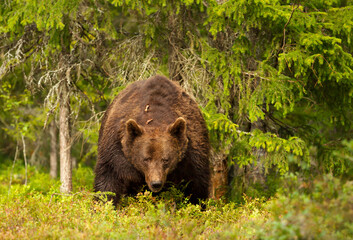 Obraz na płótnie Canvas Impressive portrait of Eurasian Brown bear in a forest