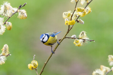 Blaumeise (Cyanistes caeruleu)