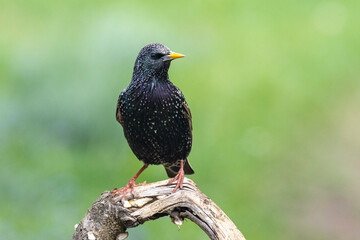 Star (Sturnus vukgaris)