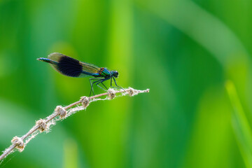 Banded Demoiselle (Calopteryx splendens) perched on a dead stem, taken in the UK