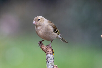 Buchfink (Fringilla coelebs)