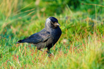 Jackdaw (Corvus monedula) searching ground for food, taken in London