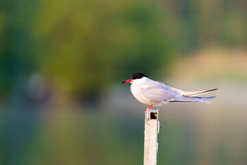 Common Tern (Sterna hirundo) perched on a metal rail, taken in London