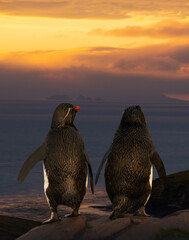 Couple of Rockhopper penguins enjoying the sunset © giedriius