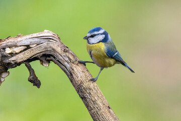 Naklejka premium Blaumeise&nbsp;(Cyanistes caeruleu)