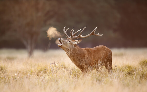 Red deer stag calling during rutting season in autumn
