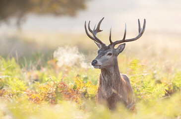 Naklejka na ściany i meble Red deer stag during rutting season in autumn at sunrise