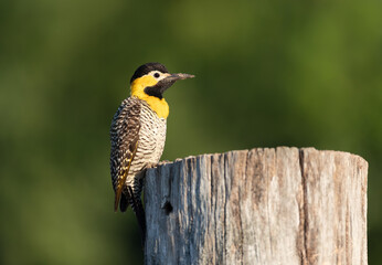 Campo flicker perched on a tree trunk