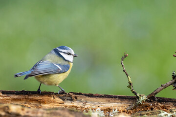 Blaumeise (Cyanistes caeruleu)