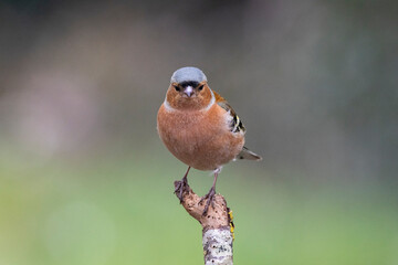 Buchfink (Fringilla coelebs)