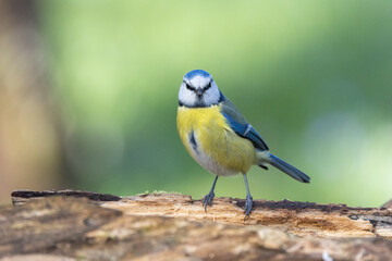 Blaumeise (Cyanistes caeruleu)
