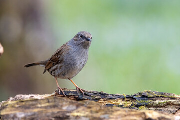 Heckenbraunelle (Prunella modularis)