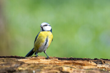 Blaumeise (Cyanistes caeruleu)