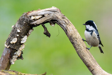 Tannenmeise (Periparus ater)