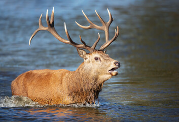 Red deer stag standing in water and calling during rutting season