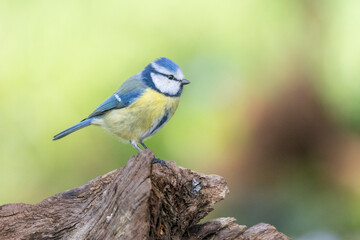 Blaumeise (Cyanistes caeruleu)