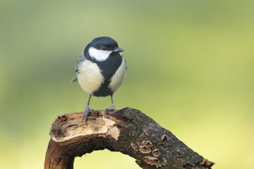 Naklejka premium Kohlmeise (Parus major)