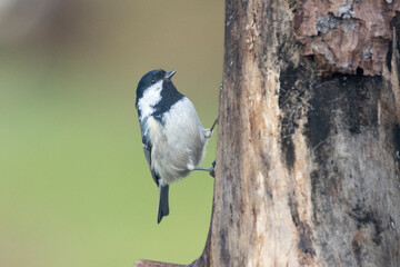 Tannenmeise (Periparus ater)