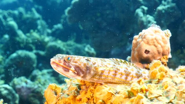 Seascape with Lizardfish, Sanddiver in the coral reef of the Caribbean Sea