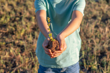 Plant in Hands. Ecology concept. Nature Background