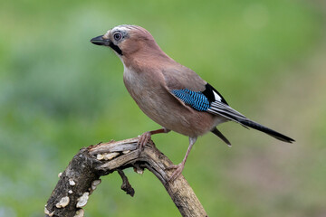 Eichelhäher (Garrulus glandarius)