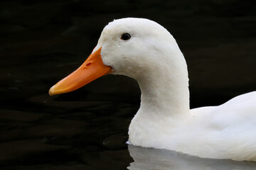 Aylesbury duck swimming with a black background. Orange beak, white duck.
