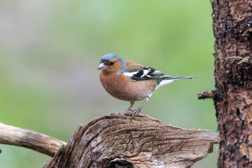 Buchfink (Fringilla coelebs)