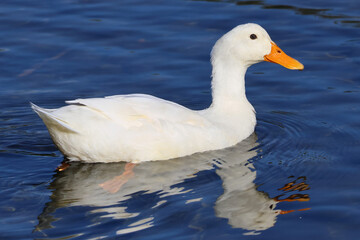 Aylesbury Duck with lovely orange beak or Pekin Duck in rich blue water