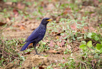 The blue whistling thrush is a whistling thrush that is found in the mountains of Central Asia,...