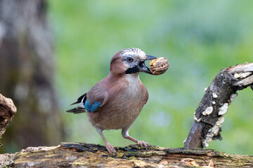 Eichelhäher (Garrulus glandarius)