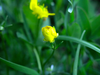 golden and poisonous buttercup (Ranunculus auricomus) blooms in spring