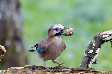 Eichelhäher (Garrulus glandarius)