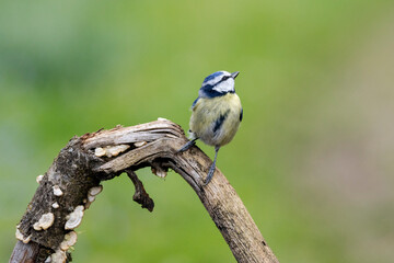 Blaumeise (Cyanistes caeruleu)