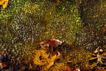 Newly laid frog eggs from European common brown frog, Rana temporaria, in a frog pond in Sibiu, Romania