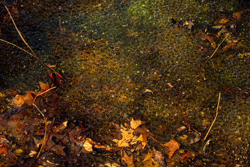 Newly laid frog eggs from European common brown frog, Rana temporaria, in a frog pond in Sibiu, Romania
