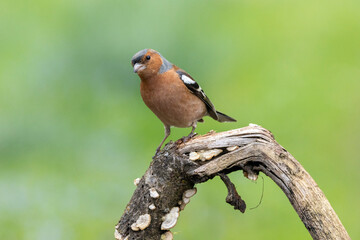 Buchfink (Fringilla coelebs)
