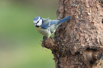 Blaumeise (Cyanistes caeruleu)