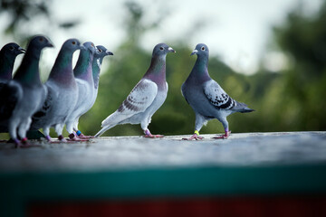 group of homing pigeon standing on home loft trap - 585353258