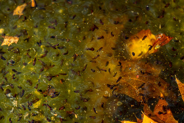 Newly laid frog eggs from European common brown frog, Rana temporaria, in a frog pond in Sibiu, Romania